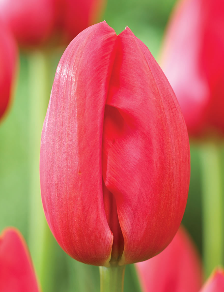 TULIPE BEAUMES DE VENISE FDF